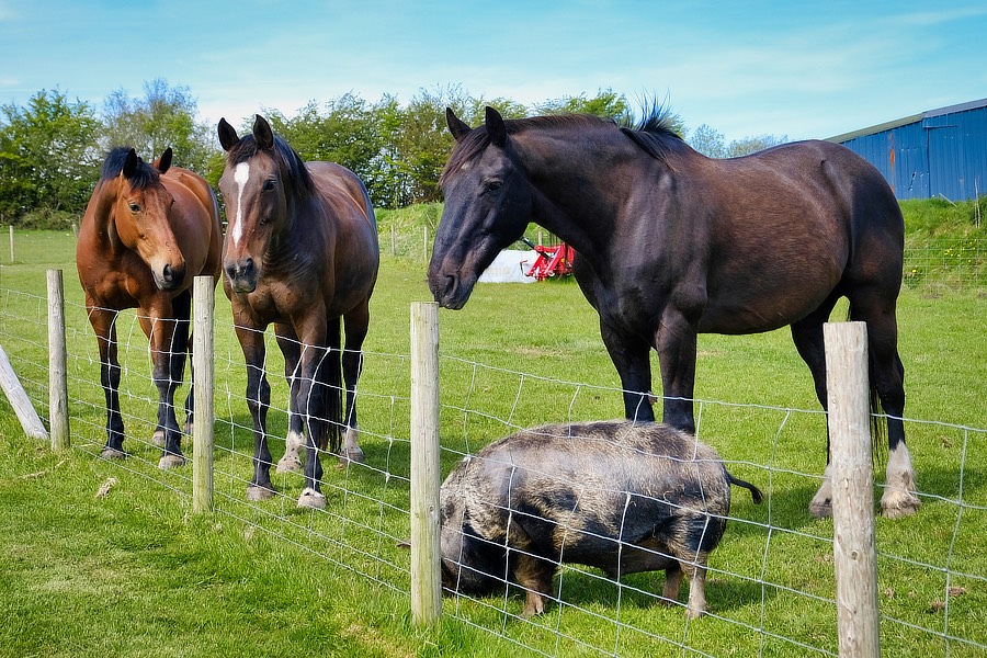bed breakfast exmoor, b&b exmoor, accommodation exmoor, self catering exmoor